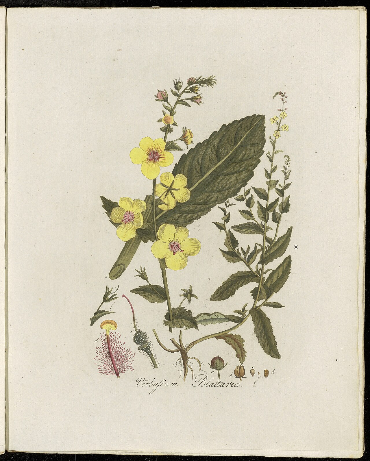 Plate 0103, Flora Batava (KB), volume 2 by Georgius Jacobus Johannes van Os