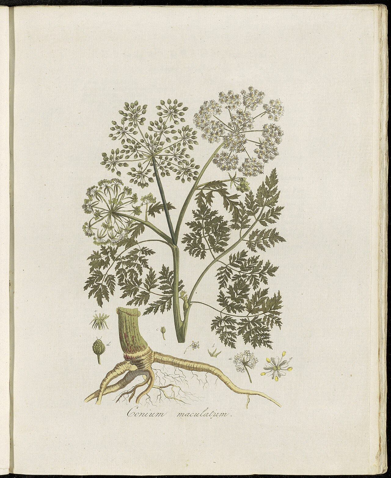 Plate 0104, Flora Batava (KB), volume 2 by Georgius Jacobus Johannes van Os