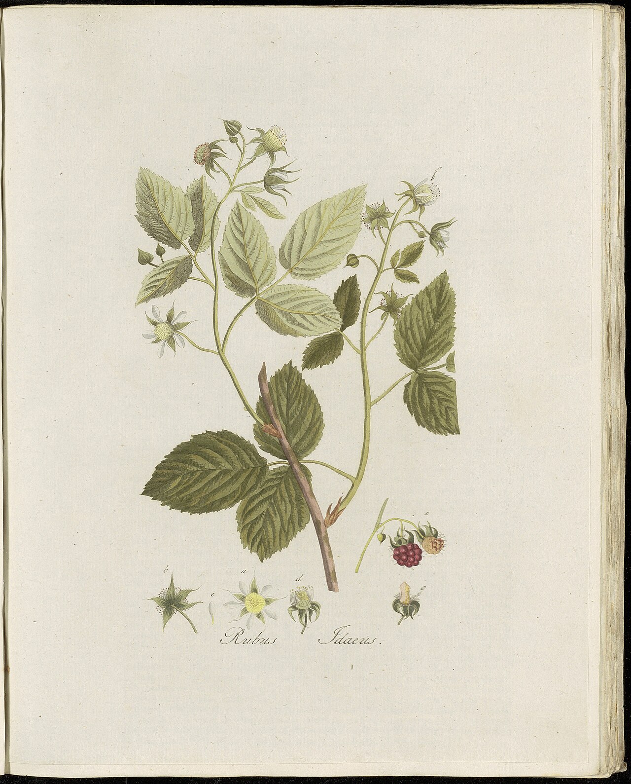 Plate 0105, Flora Batava (KB), volume 2 by Georgius Jacobus Johannes van Os