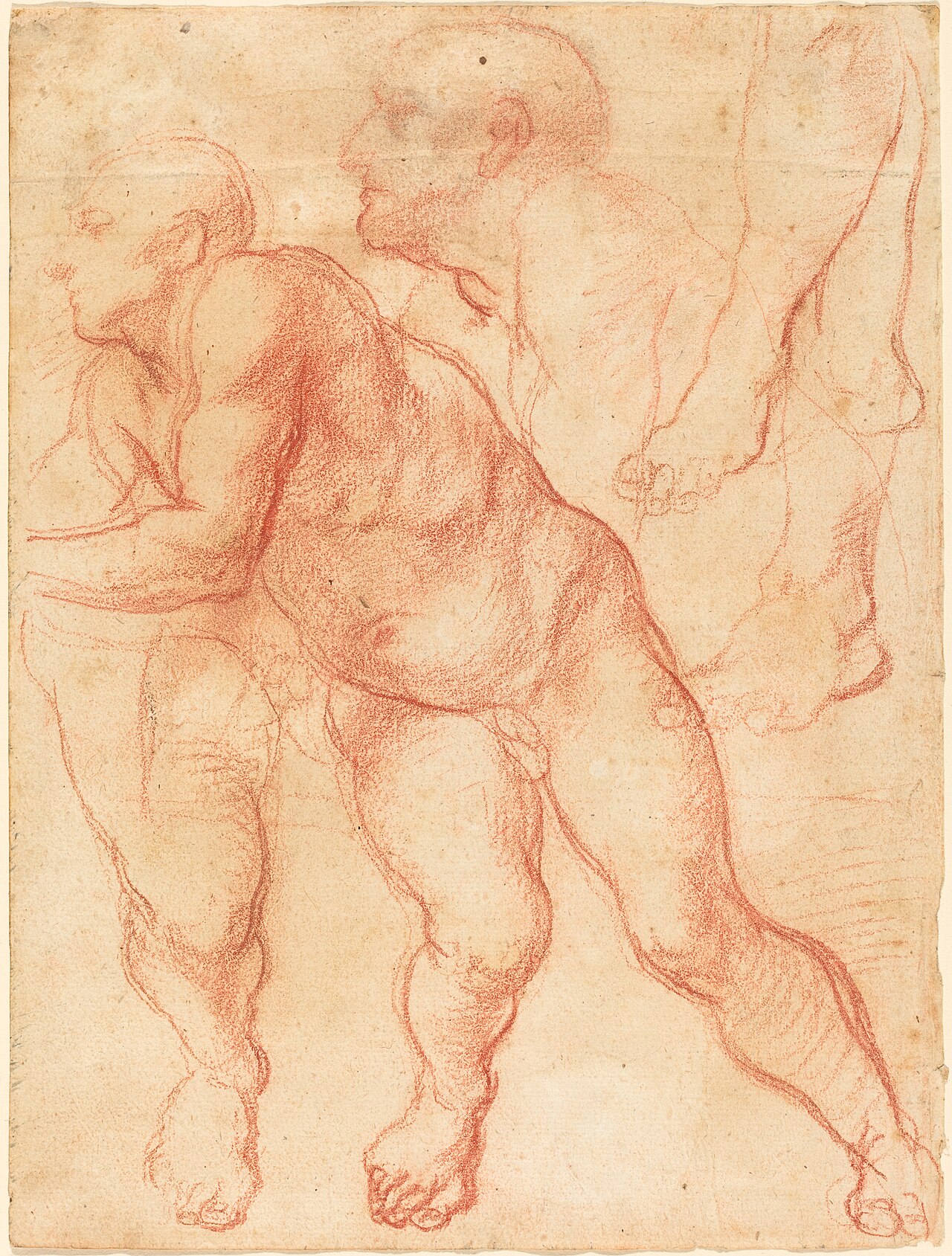 Studies of a Male Nude by Giovanni Battista Naldini