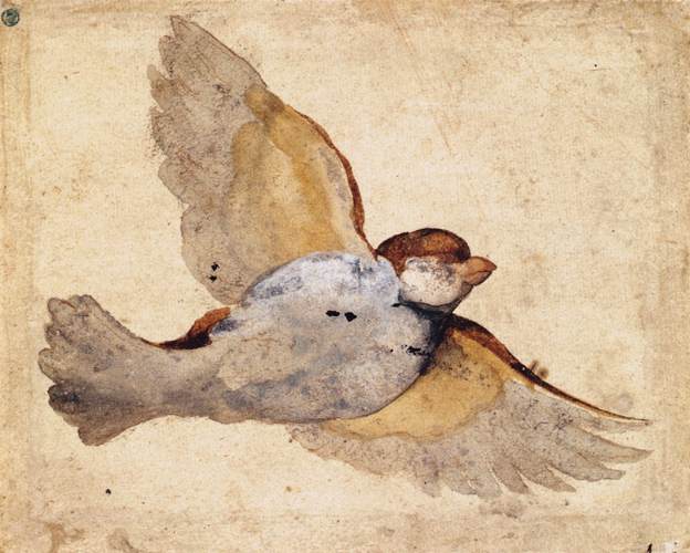 Flying Sparrow by Giovanni da Udine