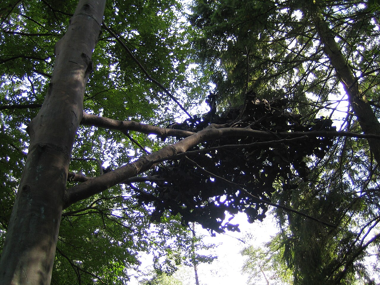 Faggio di Otterlo by Giuseppe Penone