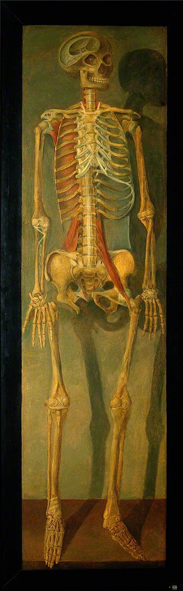 A Skeleton, Anterior View, Facing to Right, with Tendons by Jacques Fabien Gautier d'Agoty
