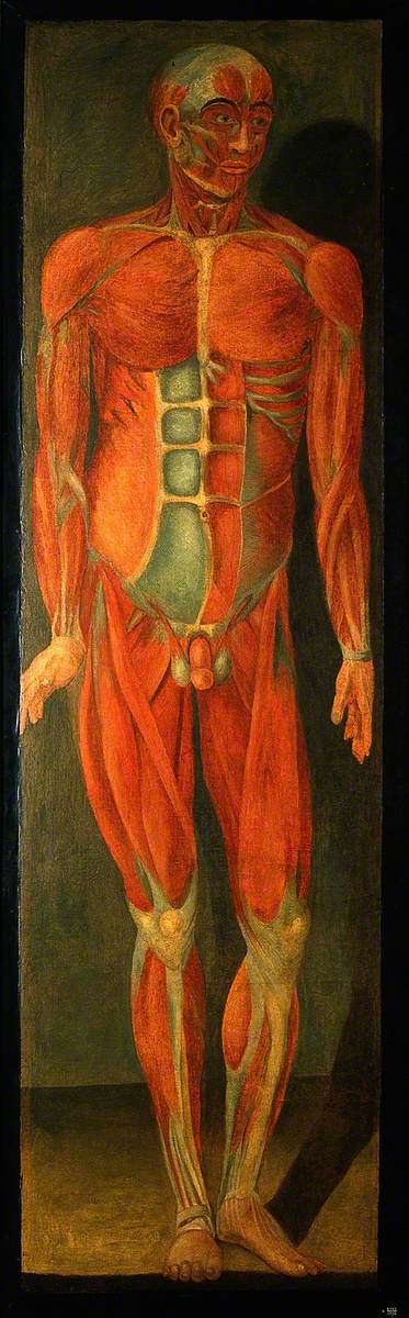 A Standing Man, Facing to His Left, Showing Superficial Muscles and Tendons by Jacques Fabien Gautier d'Agoty