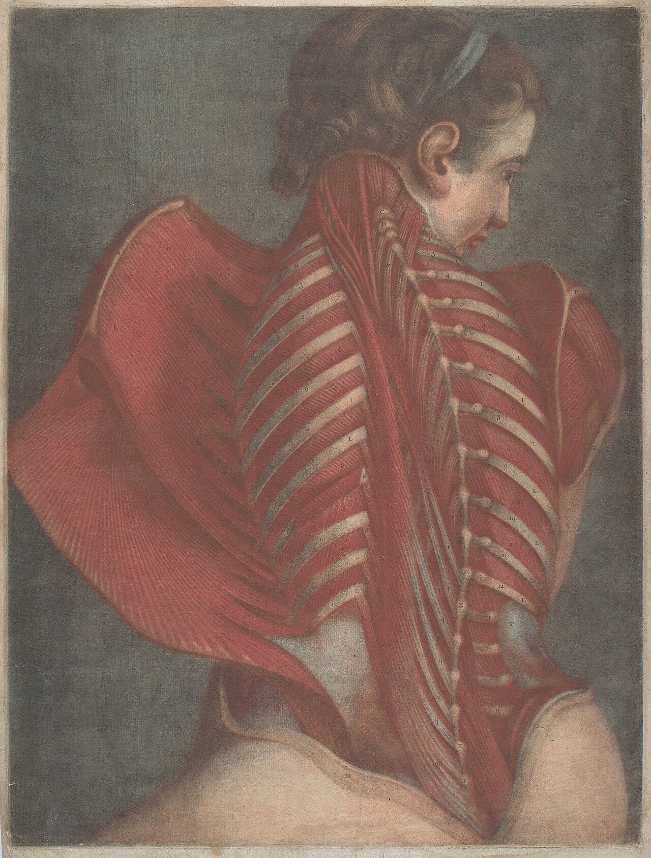 L'Ange anatomique (The Anatomical Angel) or Dissection of a Woman's Back by Jacques Fabien Gautier d'Agoty