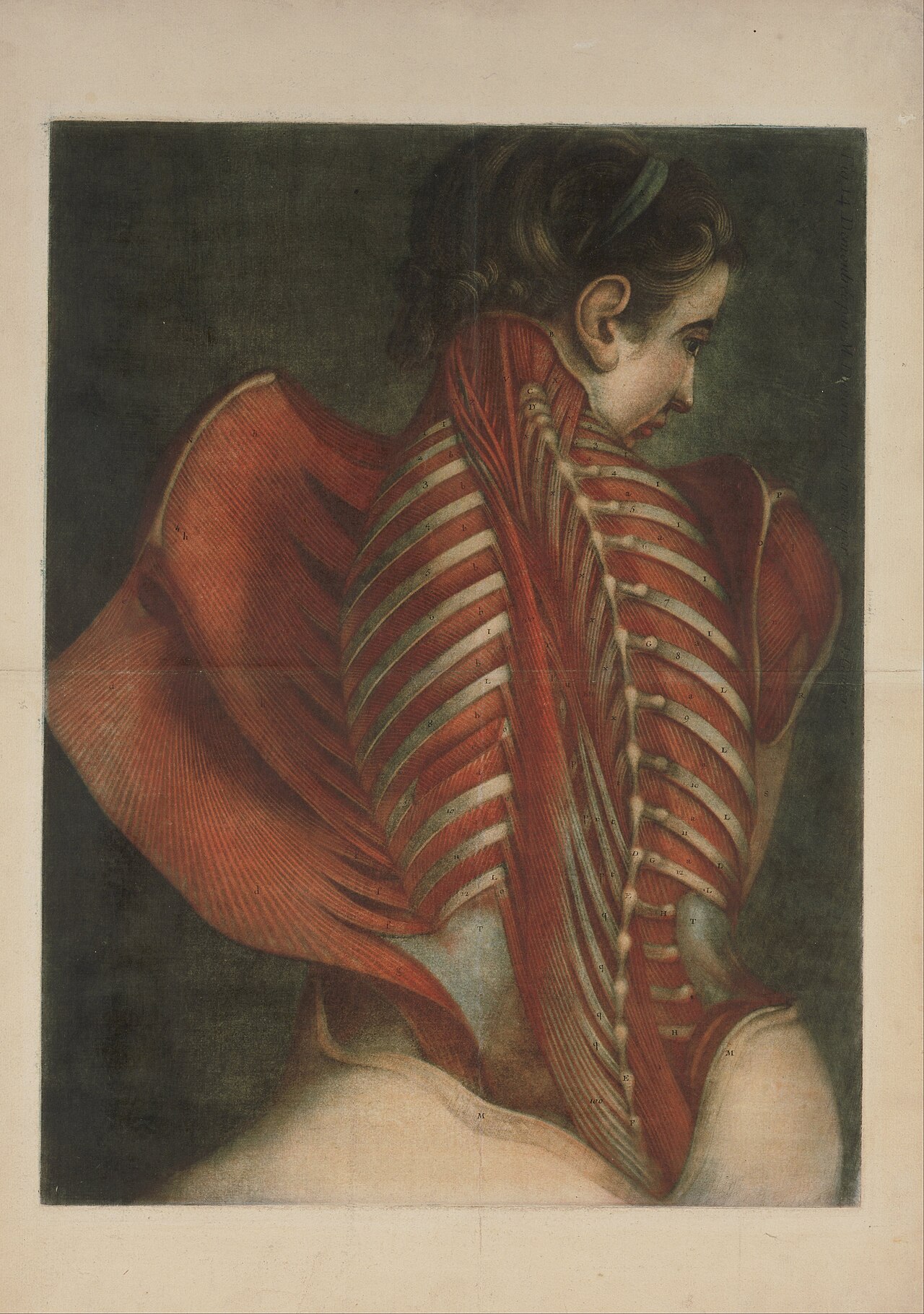 Muscles of the Back by Jacques Fabien Gautier d'Agoty