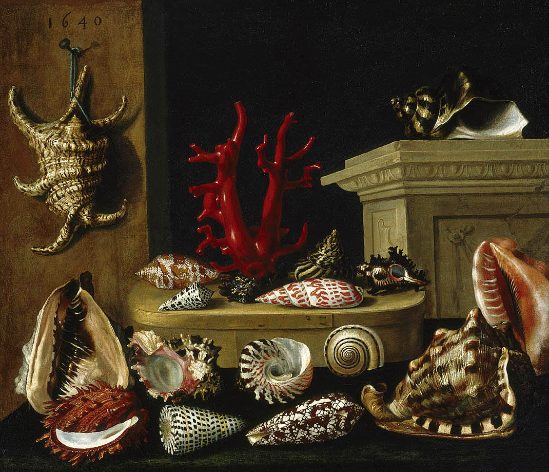 Still life with shells by Jacques Linard