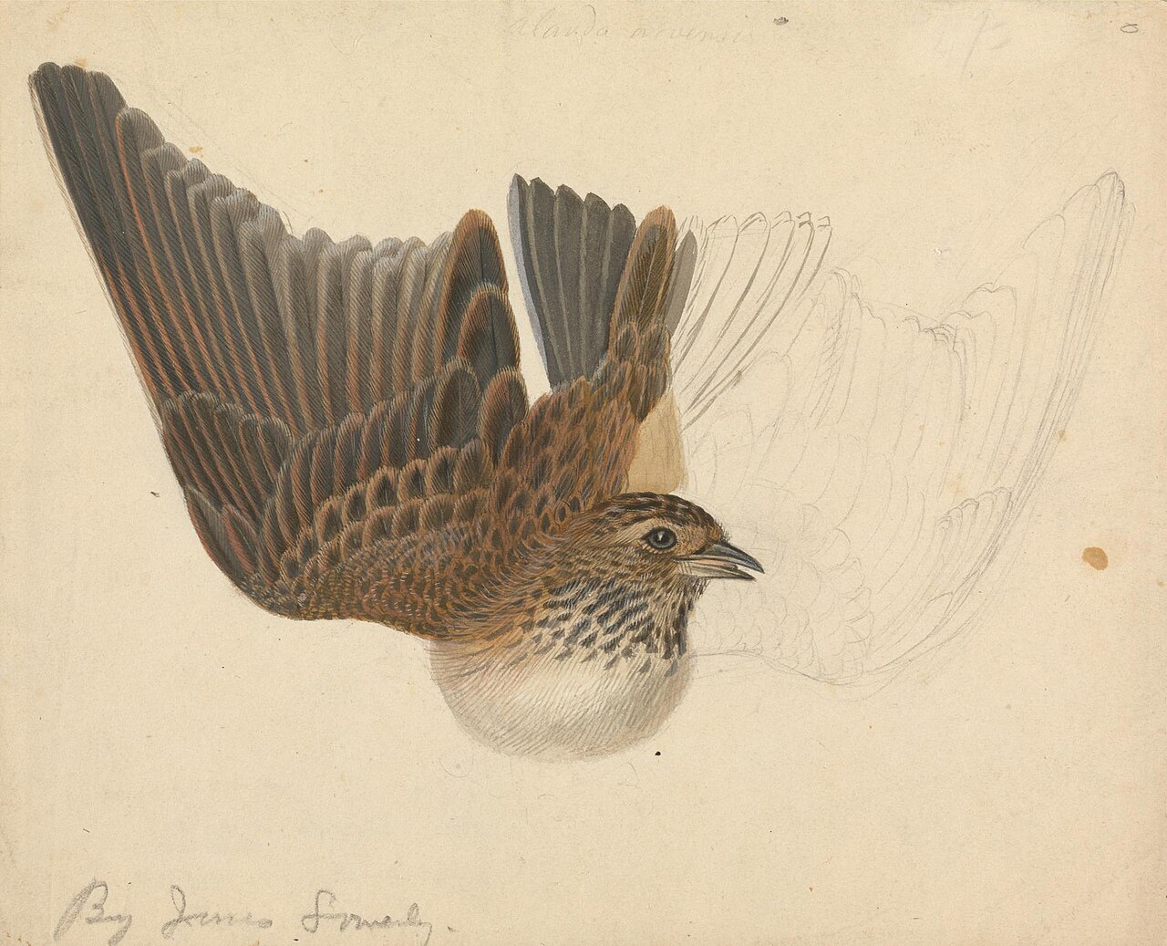 A Bird with Wings Spread by James Sowerby