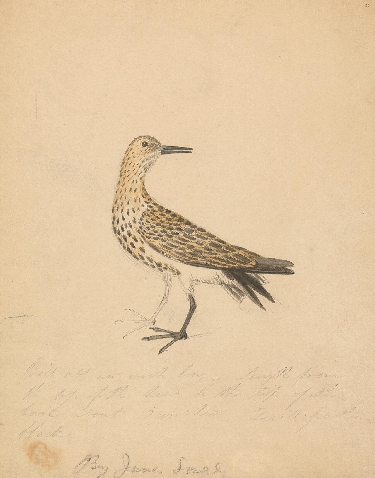 A Bird by James Sowerby