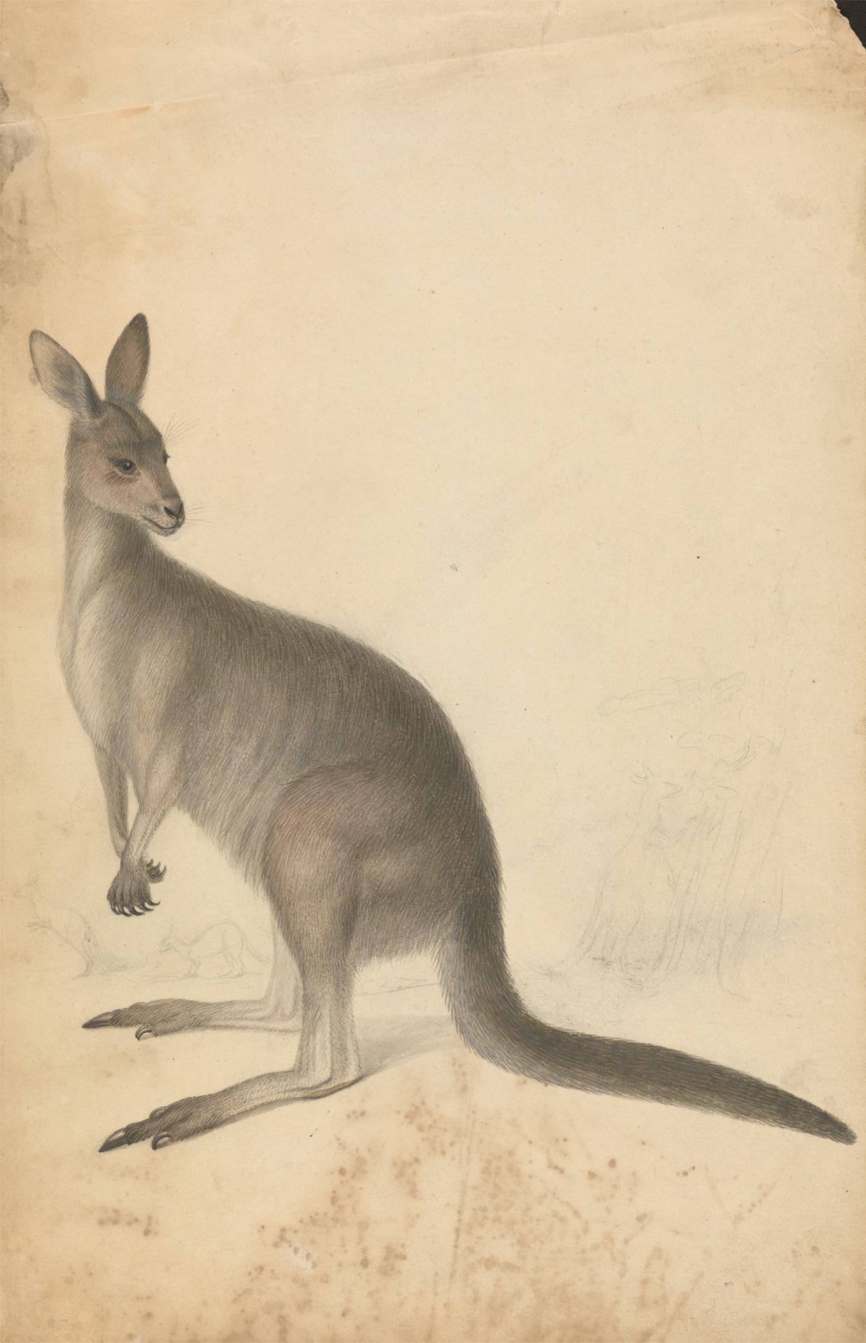 A Kangaroo with three kangaroos in the background by James Sowerby