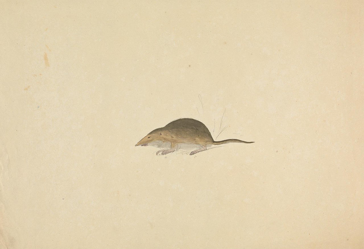 A Shrew by James Sowerby