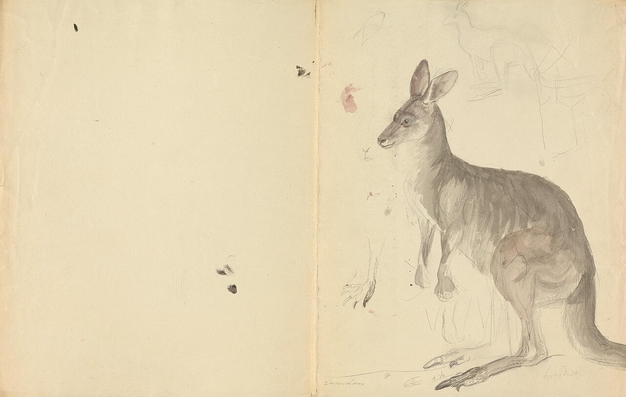 Two Kangaroos with Details by James Sowerby