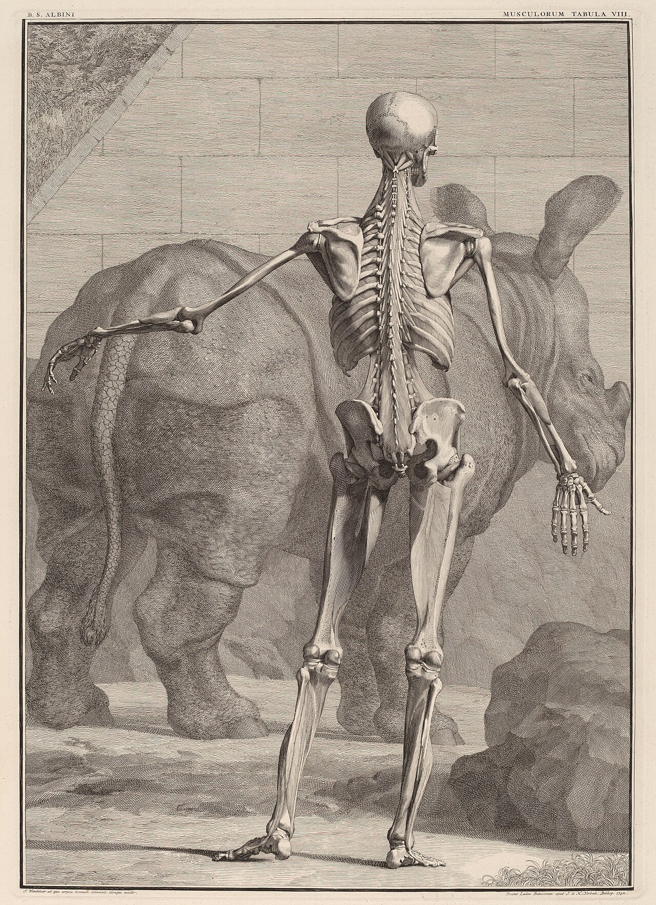 Musculorum Tabula VIII by Jan Wandelaar
