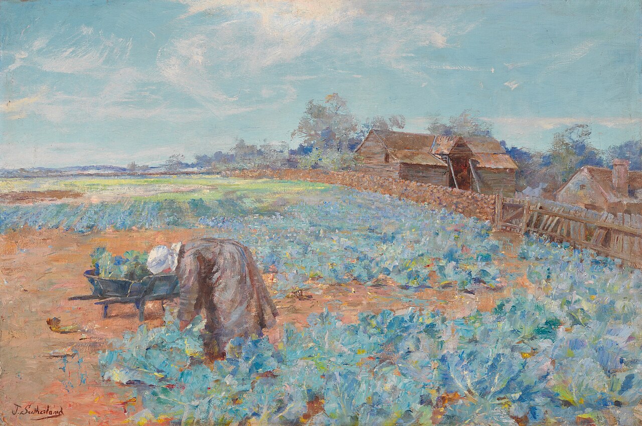 A cabbage garden by Jane Sutherland