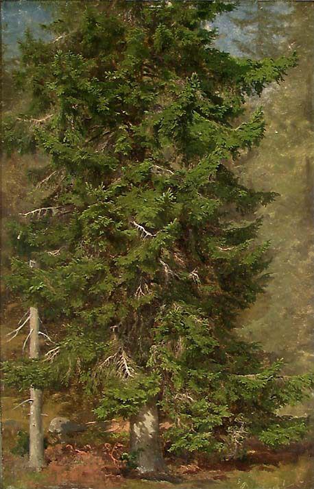 Study of a Spruce by Joachim Frich