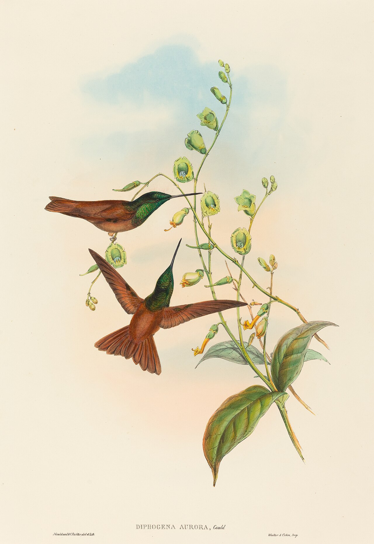 Diphogena aurora (Gould's Rainbow) by John Gould