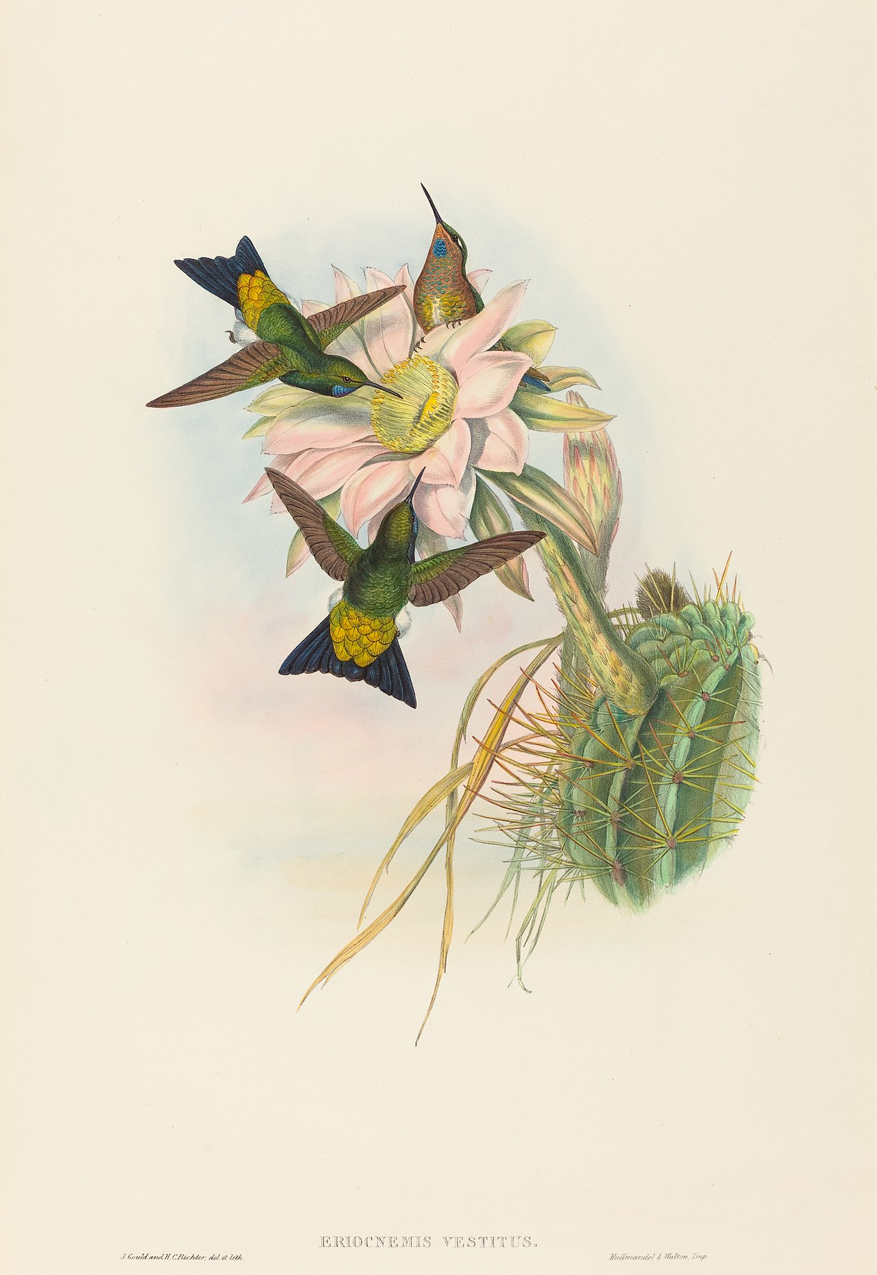 Eriocnemis vestitus (Glowing Puff-Leg) by John Gould
