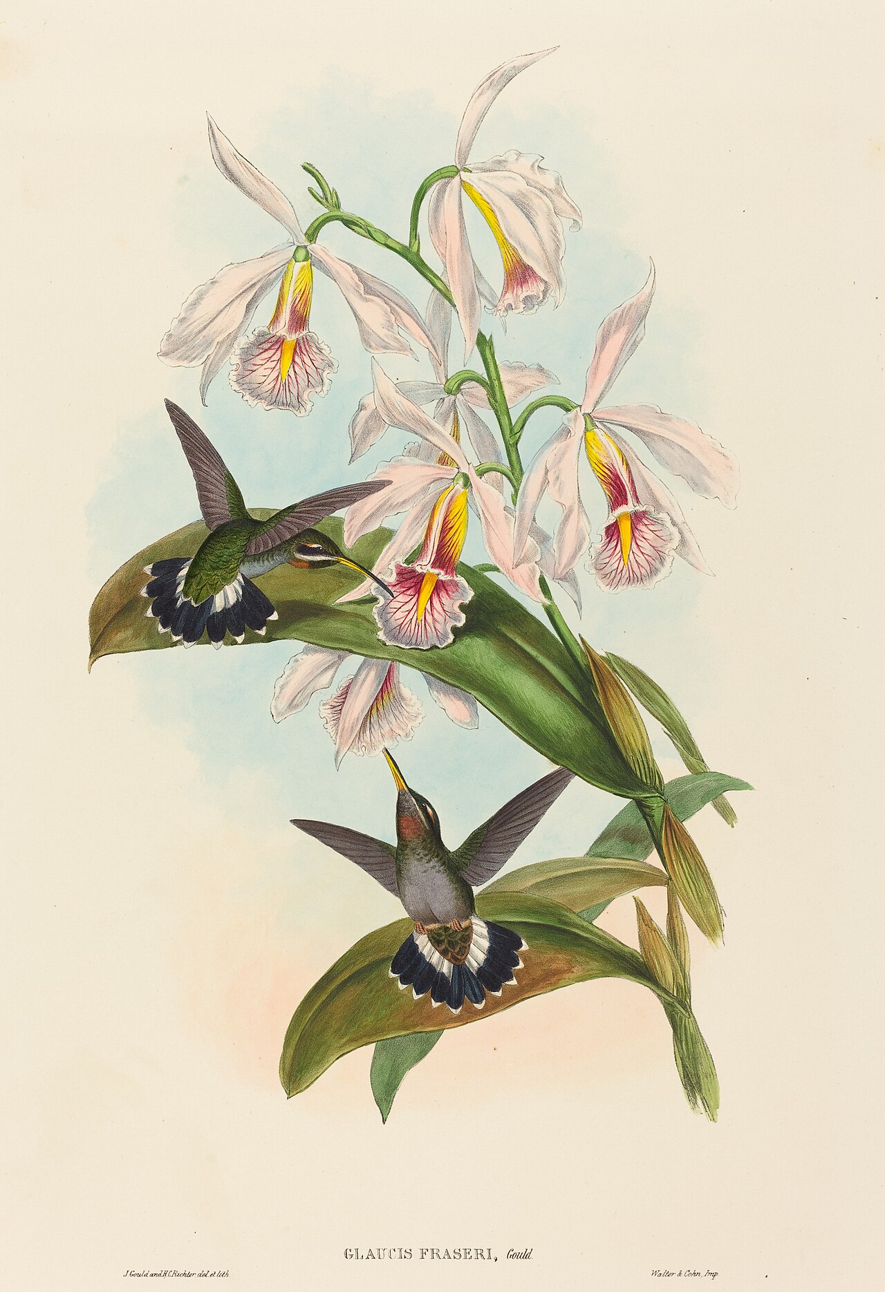 Glaucis fraseri (Fraser's Barbed-throat) by John Gould