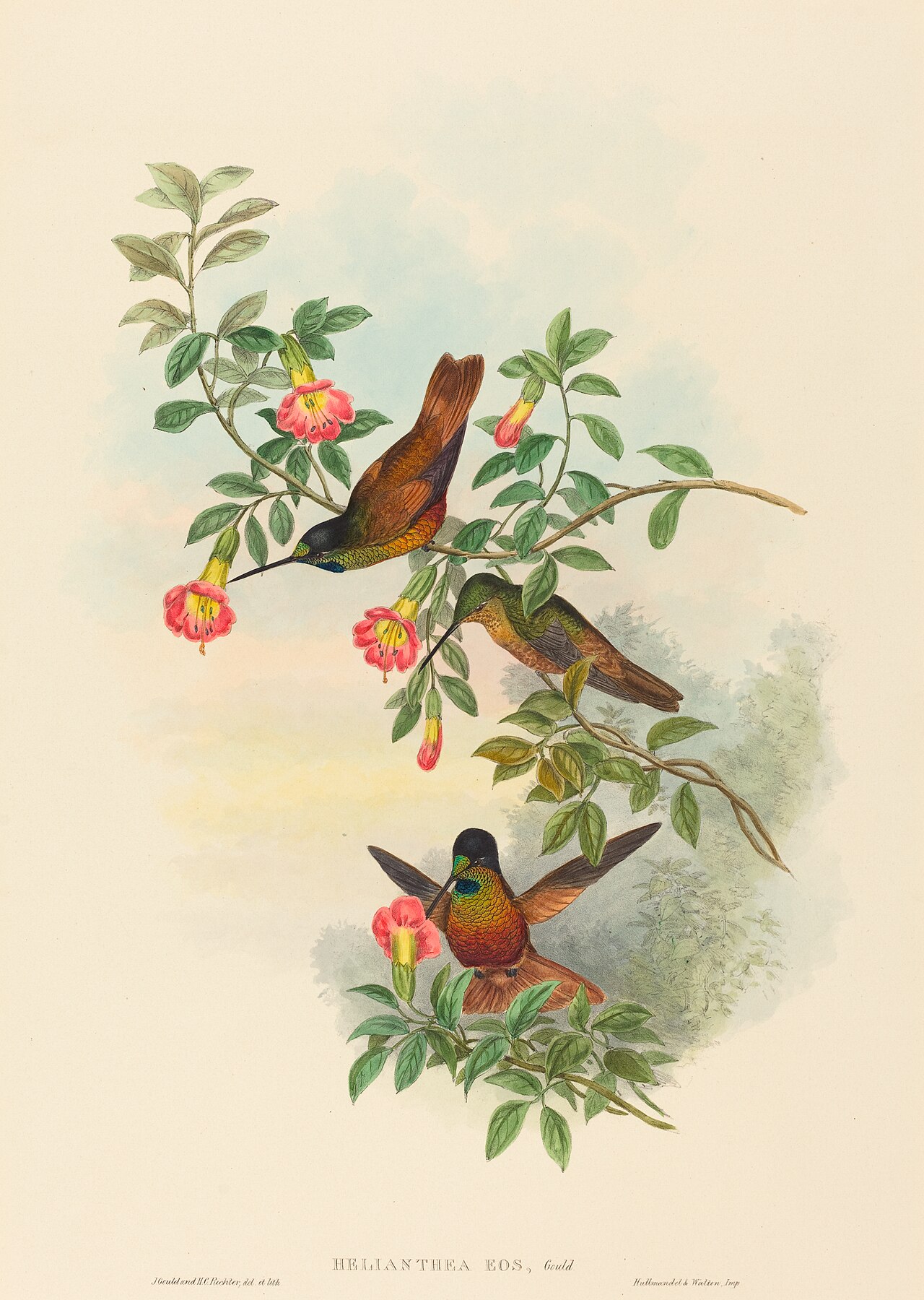 Helianthea eos (Golden Star-frontlet) by John Gould