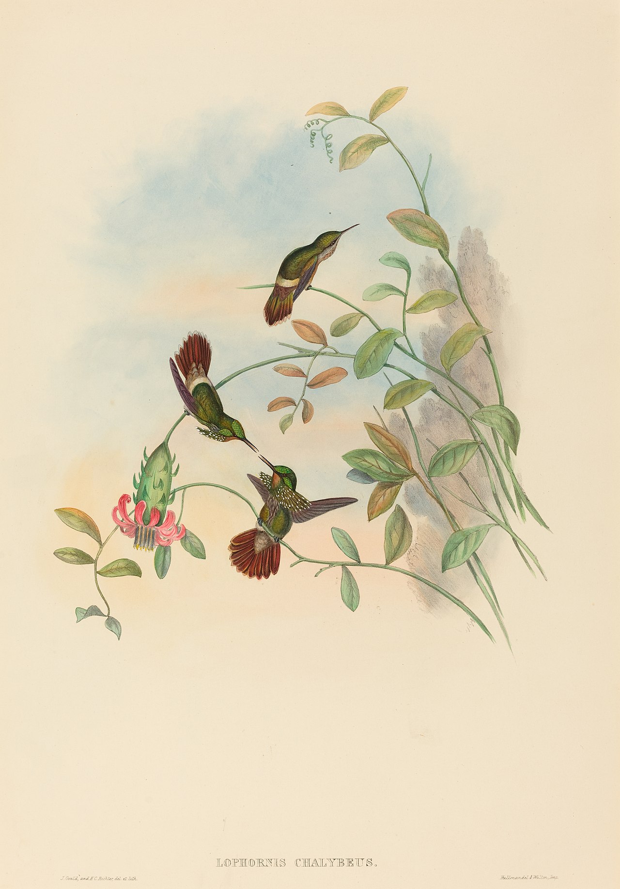 Lophornis chalybeus (Festive Coquette) by John Gould