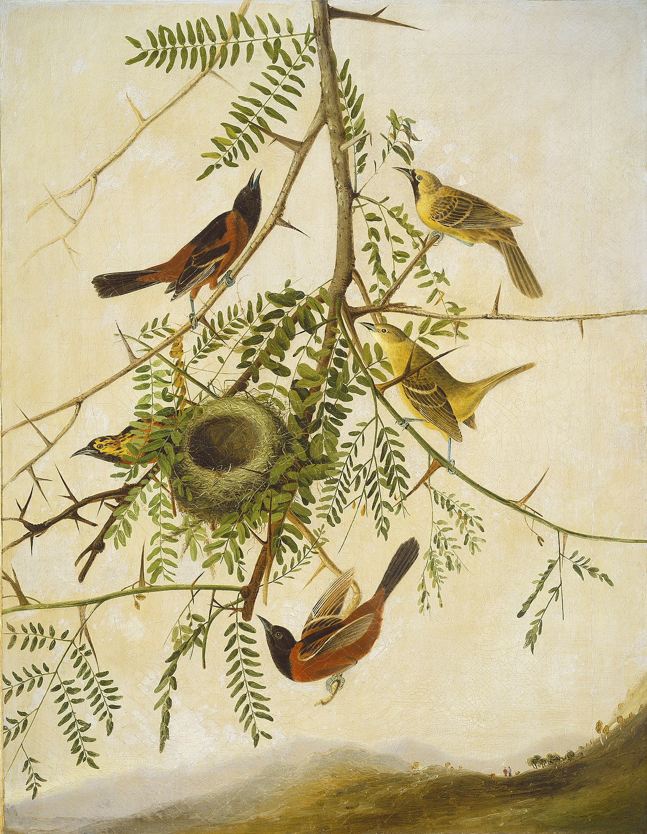 Orchard Oriole by John James Audubon