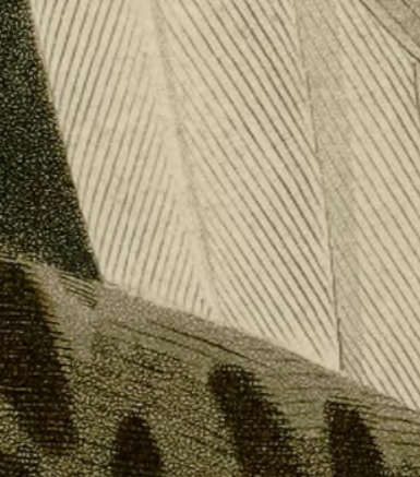 Snowy Owl by John James Audubon