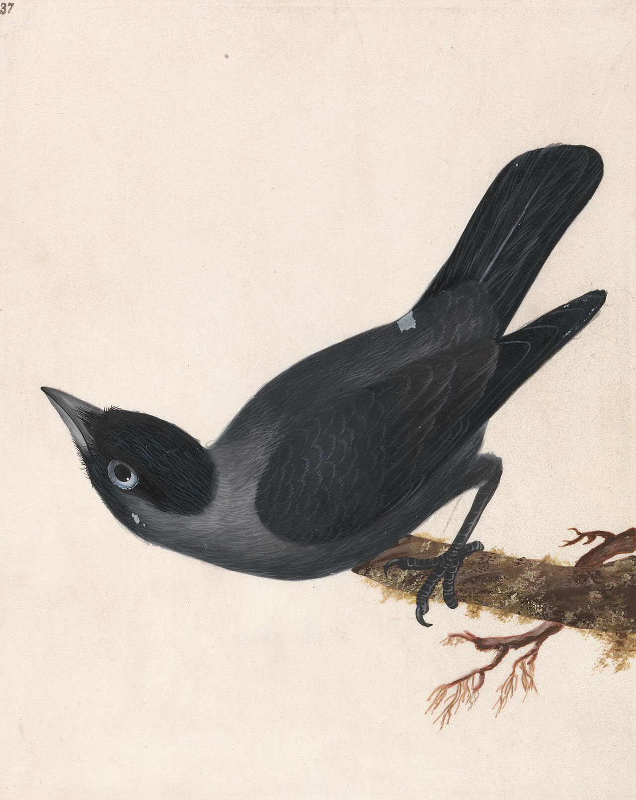 Crow: Jackdaw by John William Lewin