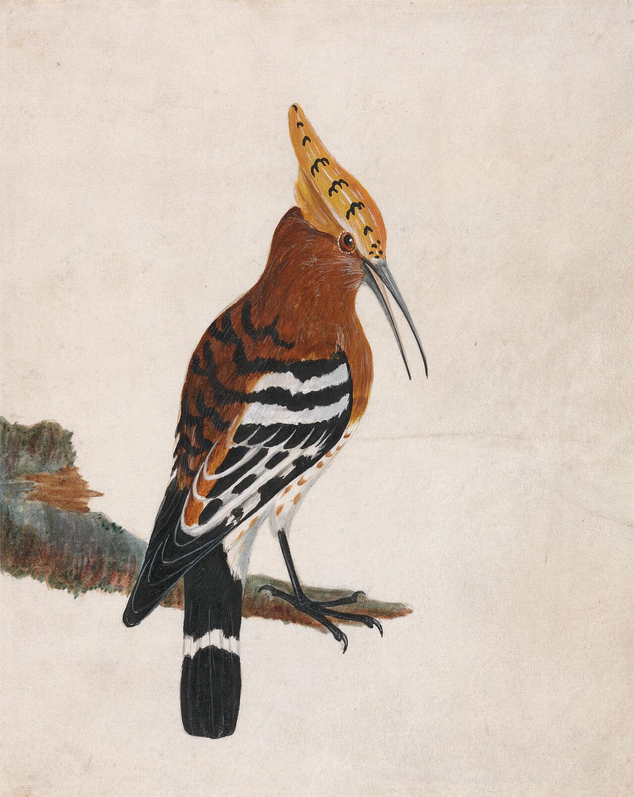 Hoopoe: Common Hoopoe by John William Lewin