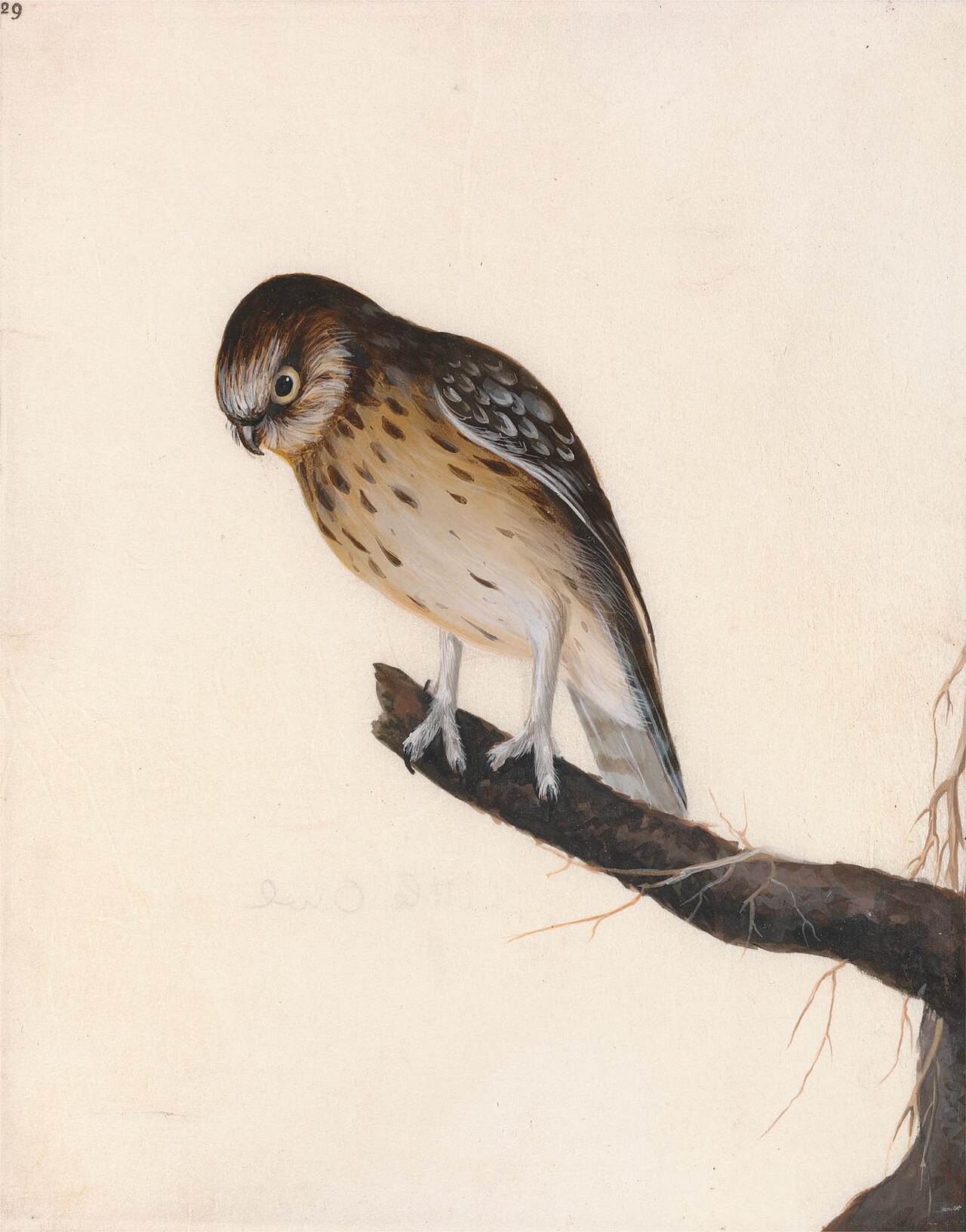 Owl: Little Owl by John William Lewin