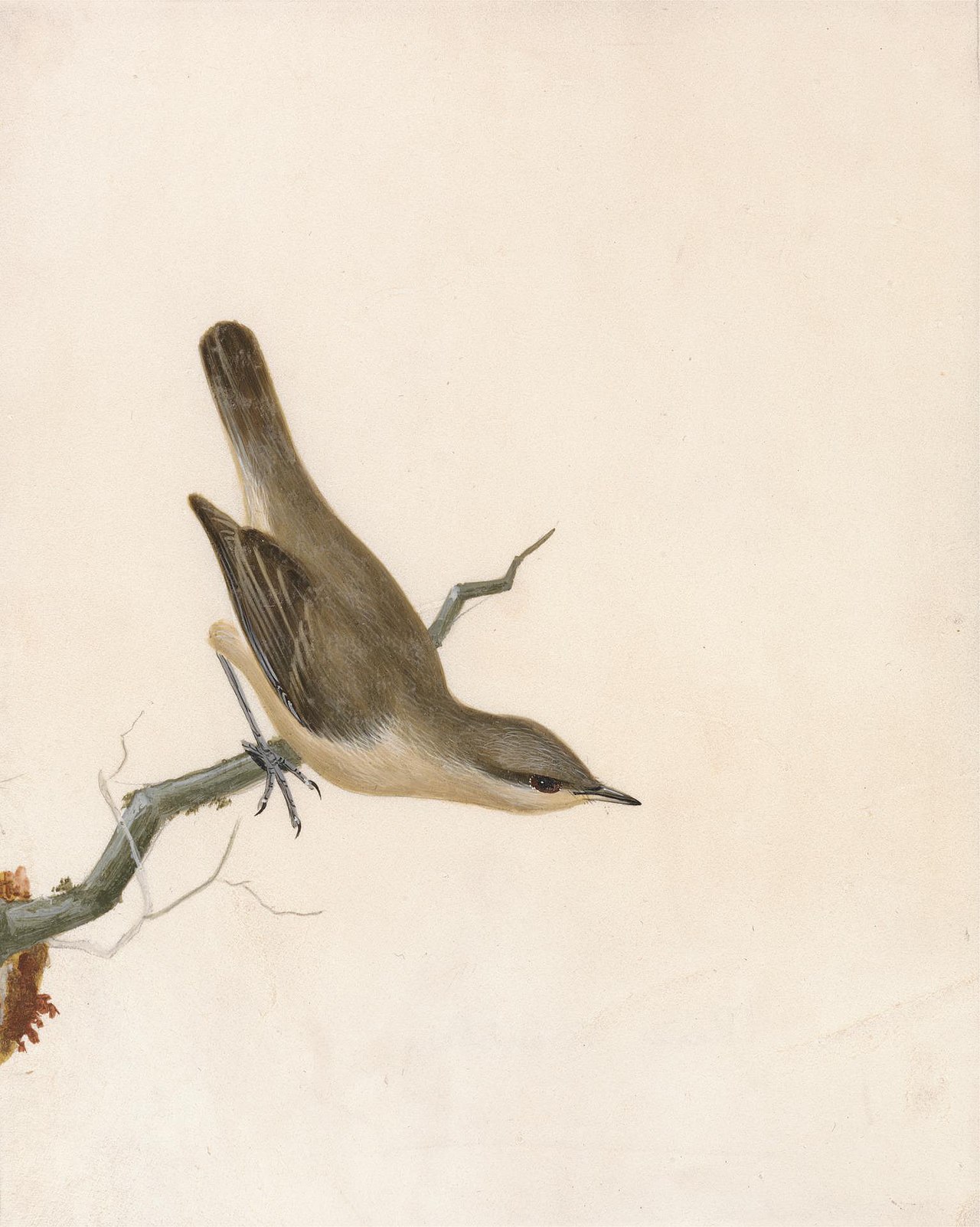 Warbler: Reed Wren by John William Lewin