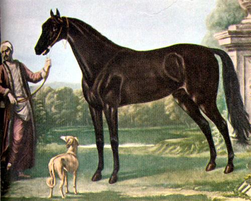The Byerley Turk by John Wootton