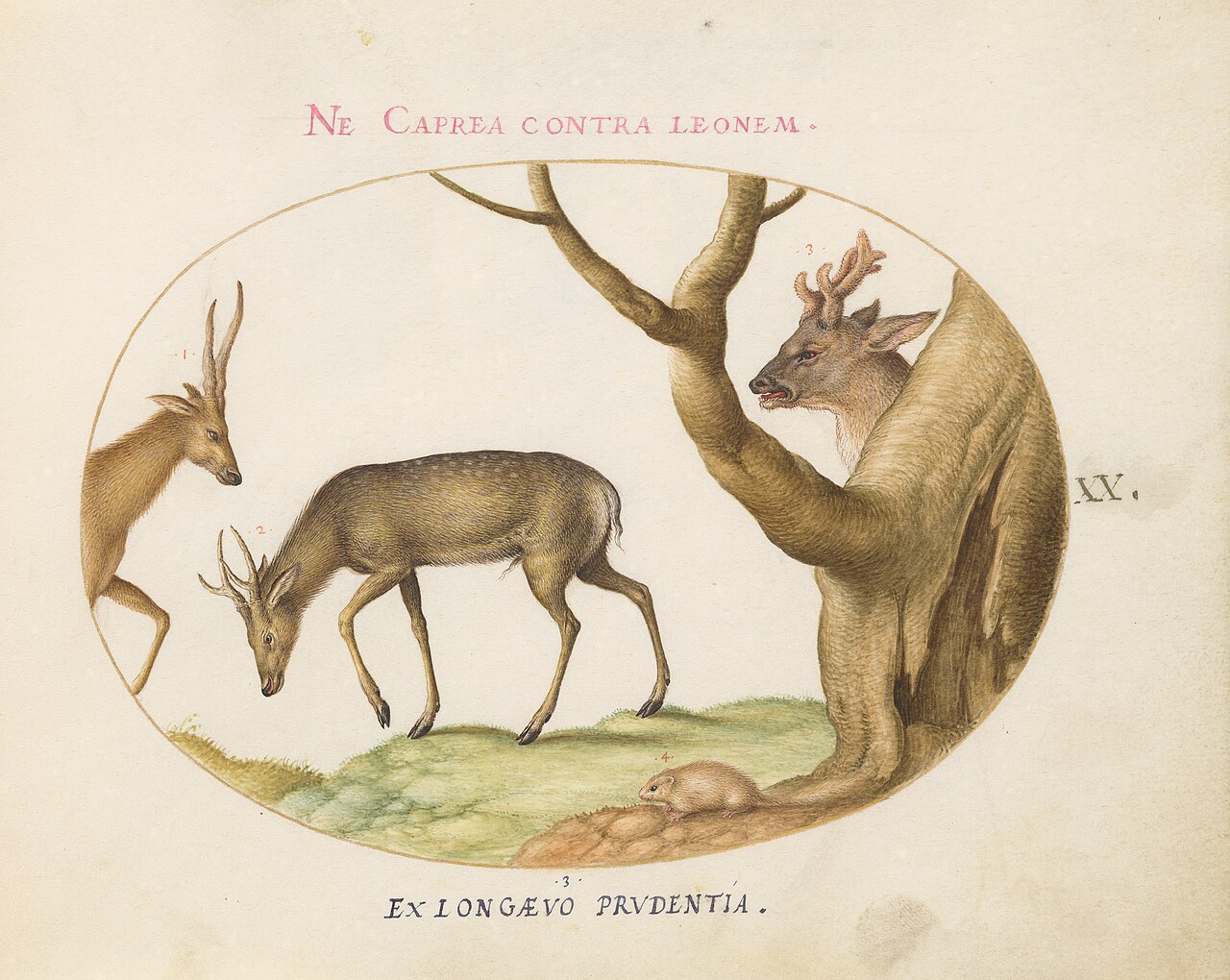 Animalia Qvadrvpedia et Reptilia (Terra): Plate XX by Joris Hoefnagel