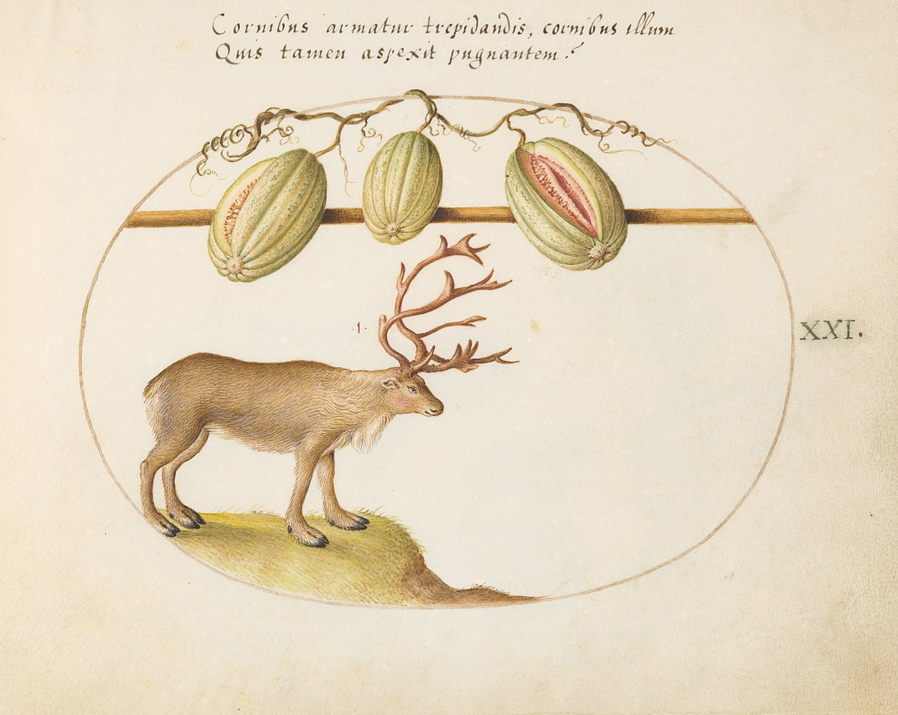 Animalia Qvadrvpedia et Reptilia (Terra): Plate XXI by Joris Hoefnagel
