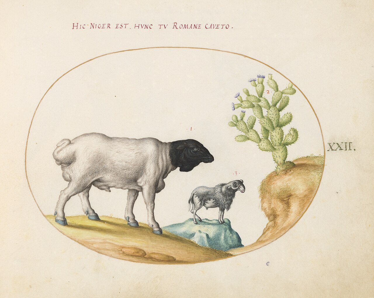 Animalia Qvadrvpedia et Reptilia (Terra): Plate XXII by Joris Hoefnagel