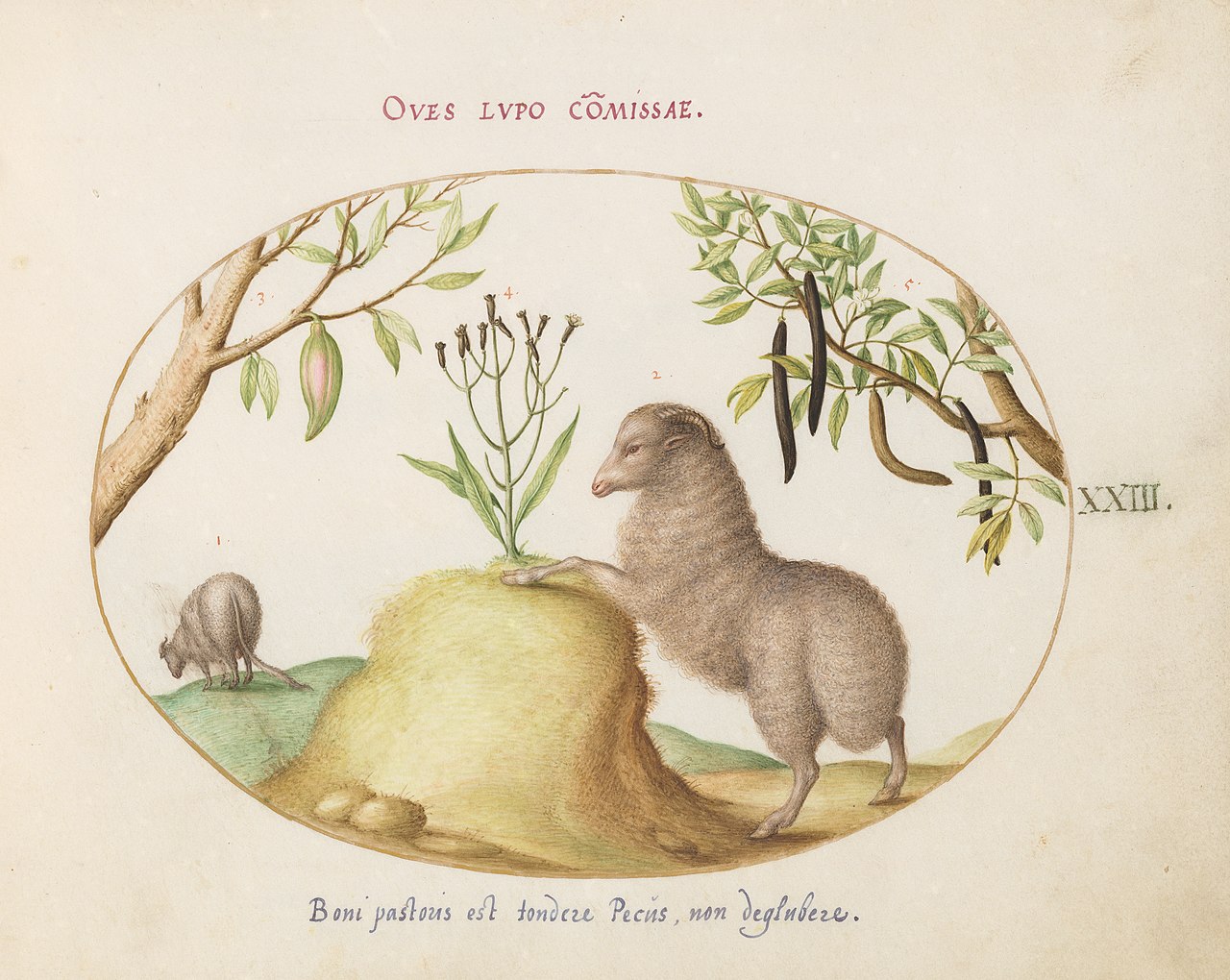 Animalia Qvadrvpedia et Reptilia (Terra): Plate XXIII by Joris Hoefnagel