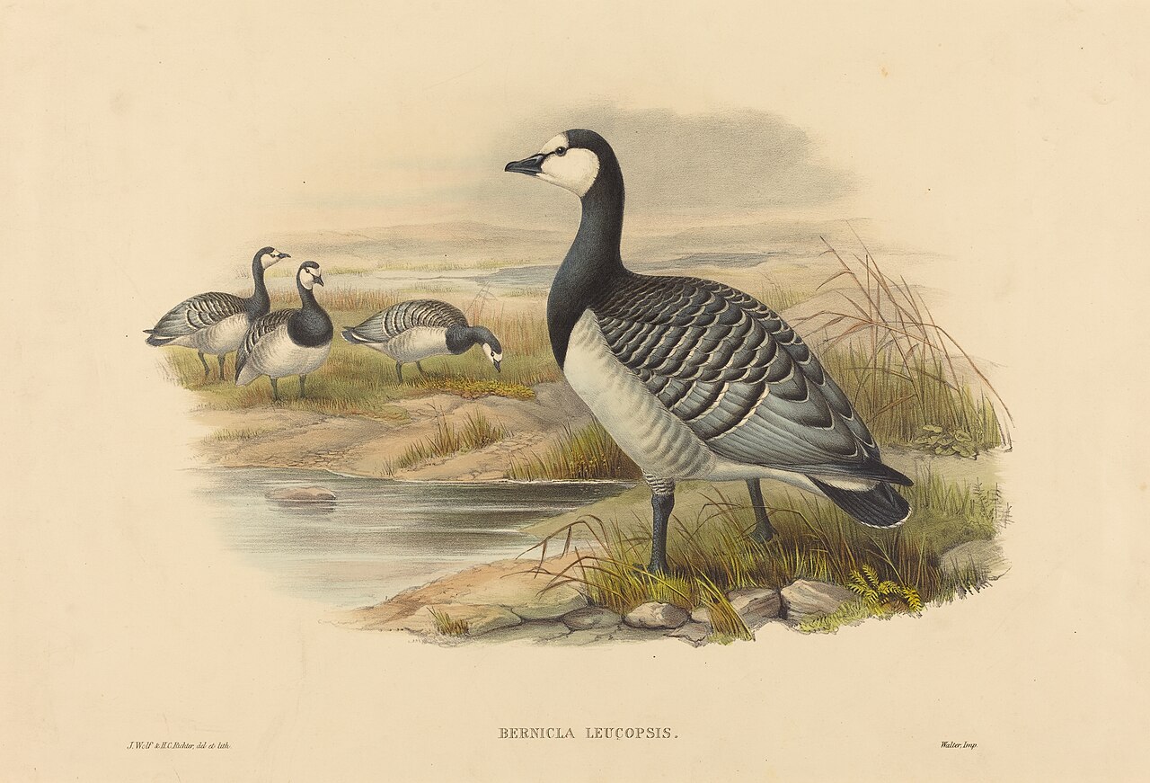 Barnacle Goose (Bernicla Leucopsis) by Joseph Wolf
