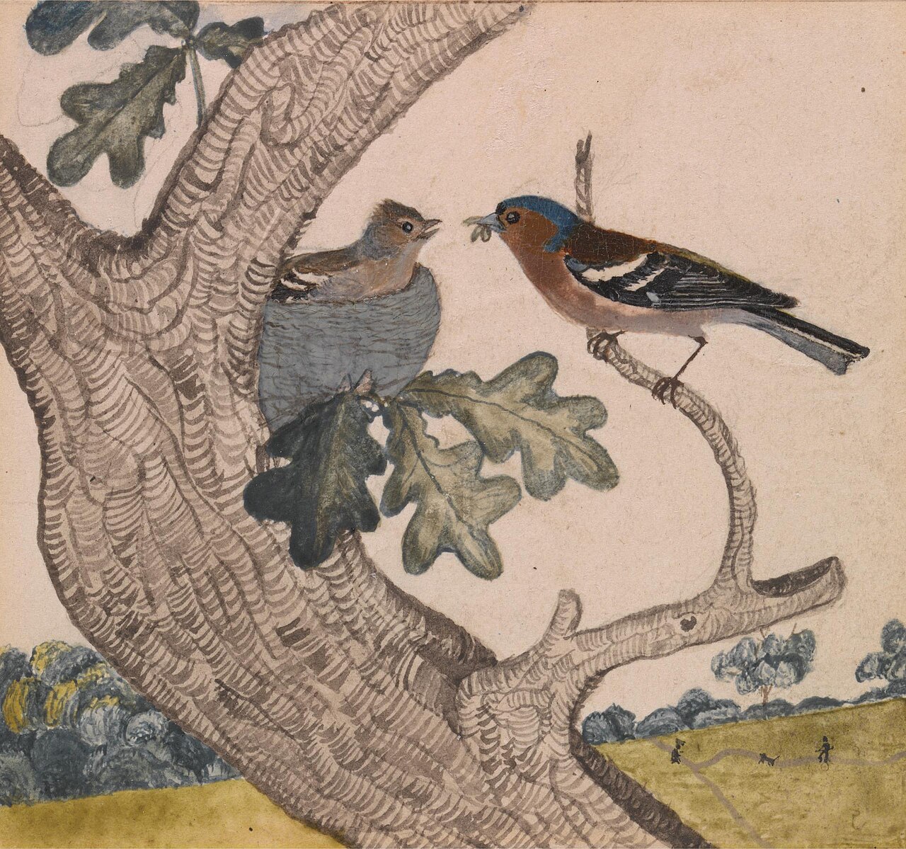 Chaffinch by Joseph Wolf
