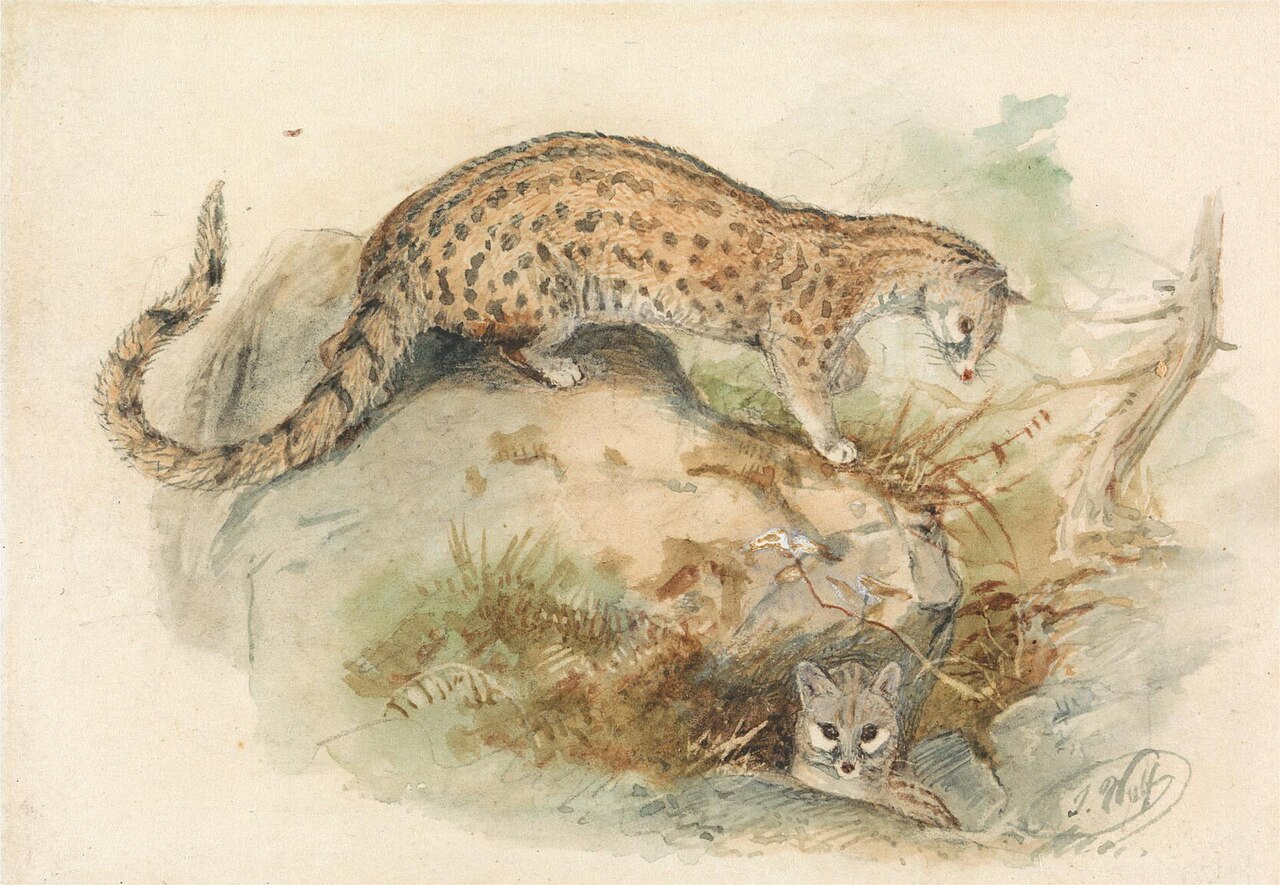 Genets by Joseph Wolf