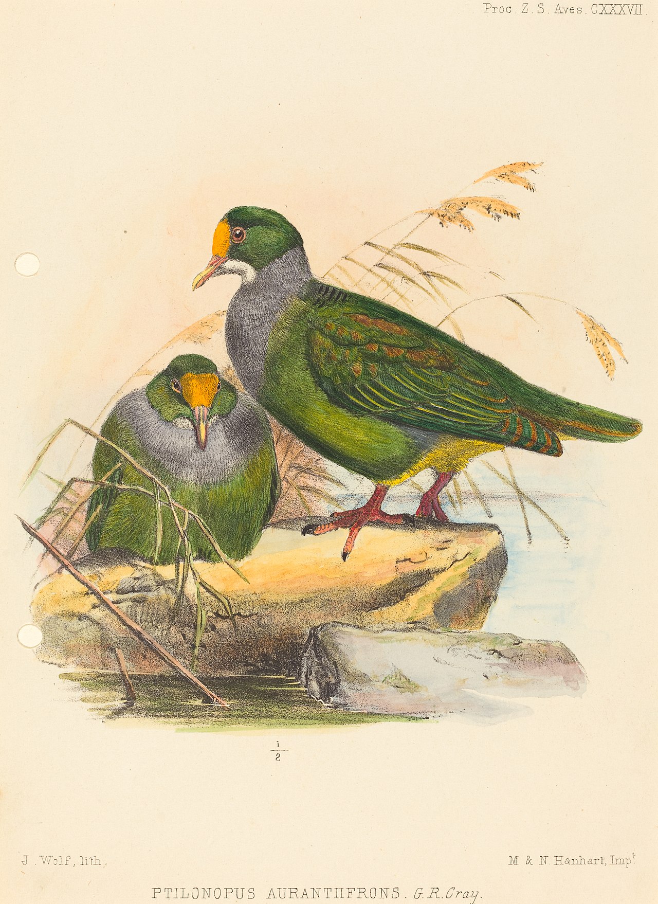 Two Birds (Ptilonopus Auranthfrons) by Joseph Wolf