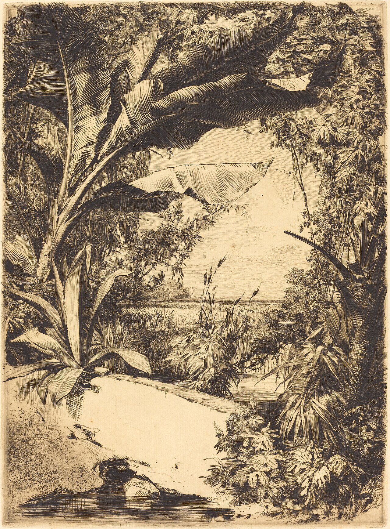Plantes de Serre by Jules Jacquemart