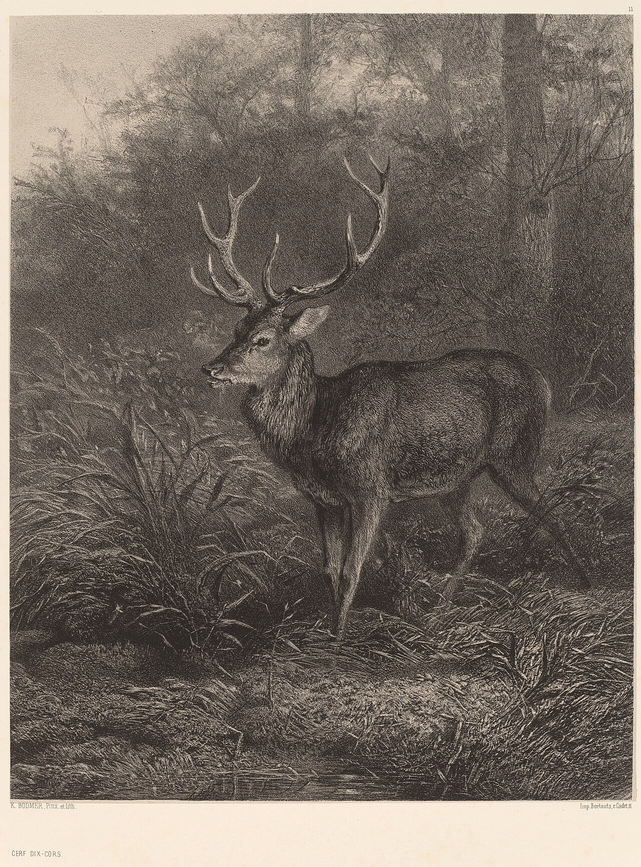 Cerf Dix-Cors by Karl Bodmer