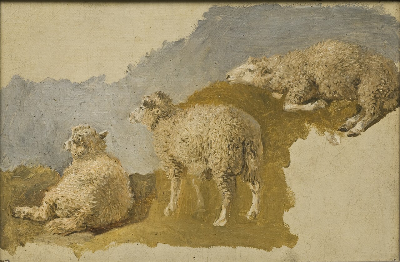 Three Sheep. Study by Kilian Zoll