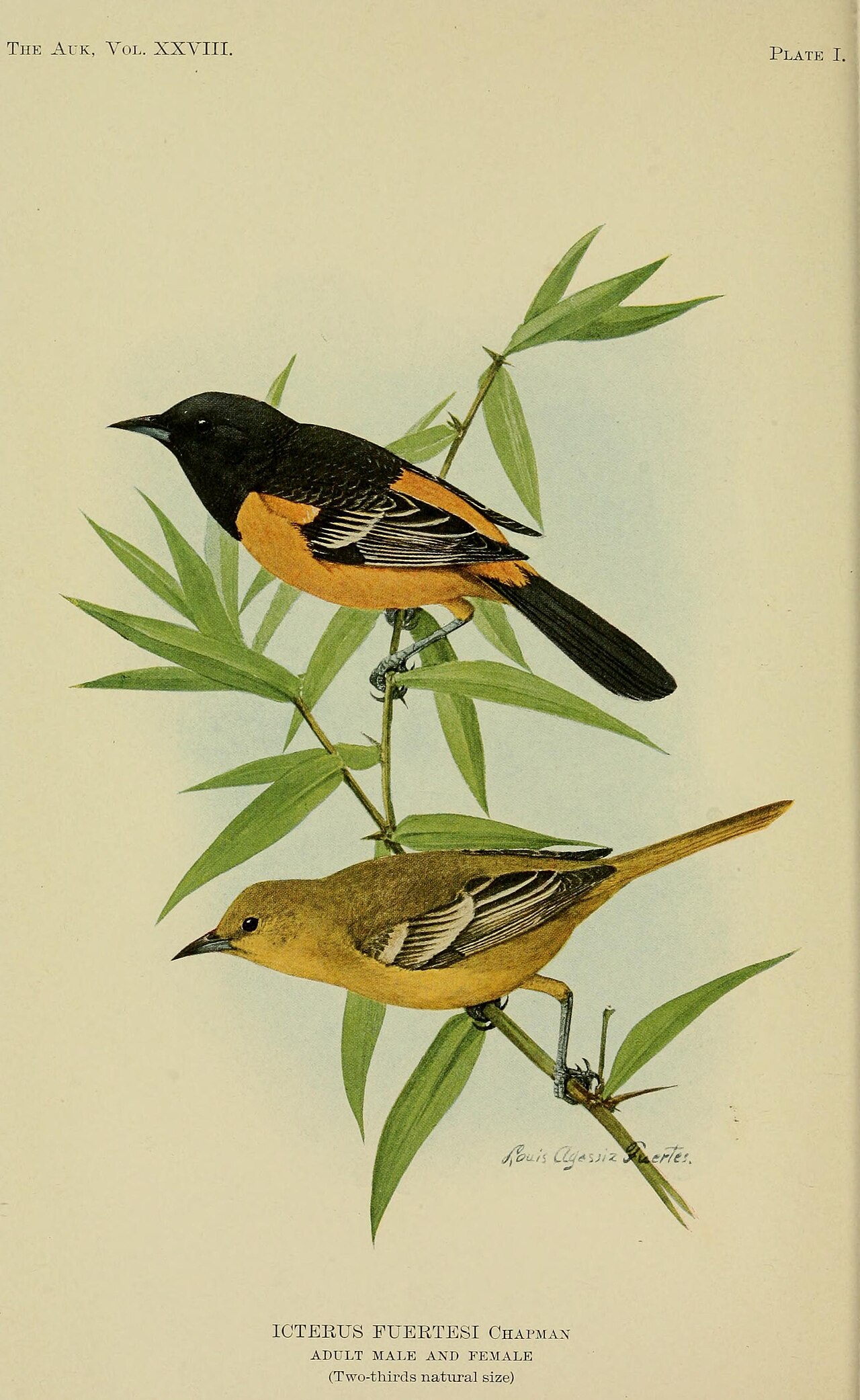Icterus fuertesi Chapman, adult male and female by Louis Agassiz Fuertes
