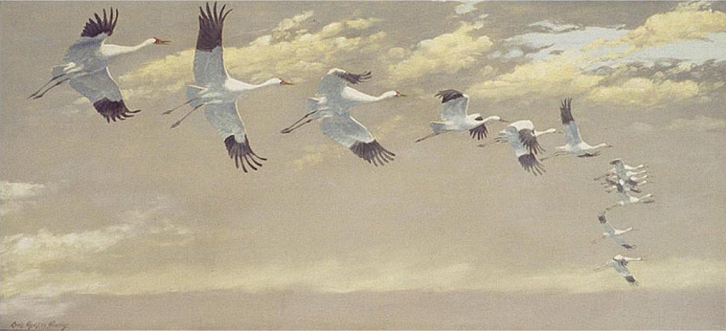 Thirteen Whooping Cranes in Flight by Louis Agassiz Fuertes