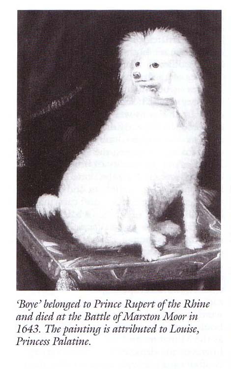 Prince Rupert's Poodle by Louise Hollandine of the Palatinate