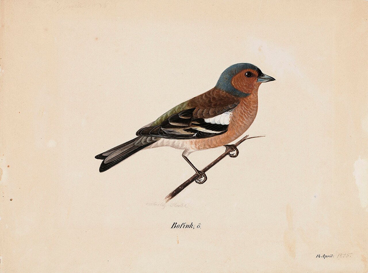 Finch by Magnus von Wright