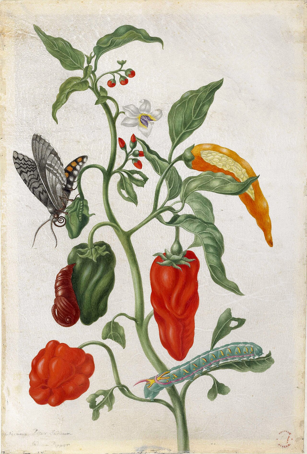 Plant study with peppers by Maria Sibylla Merian