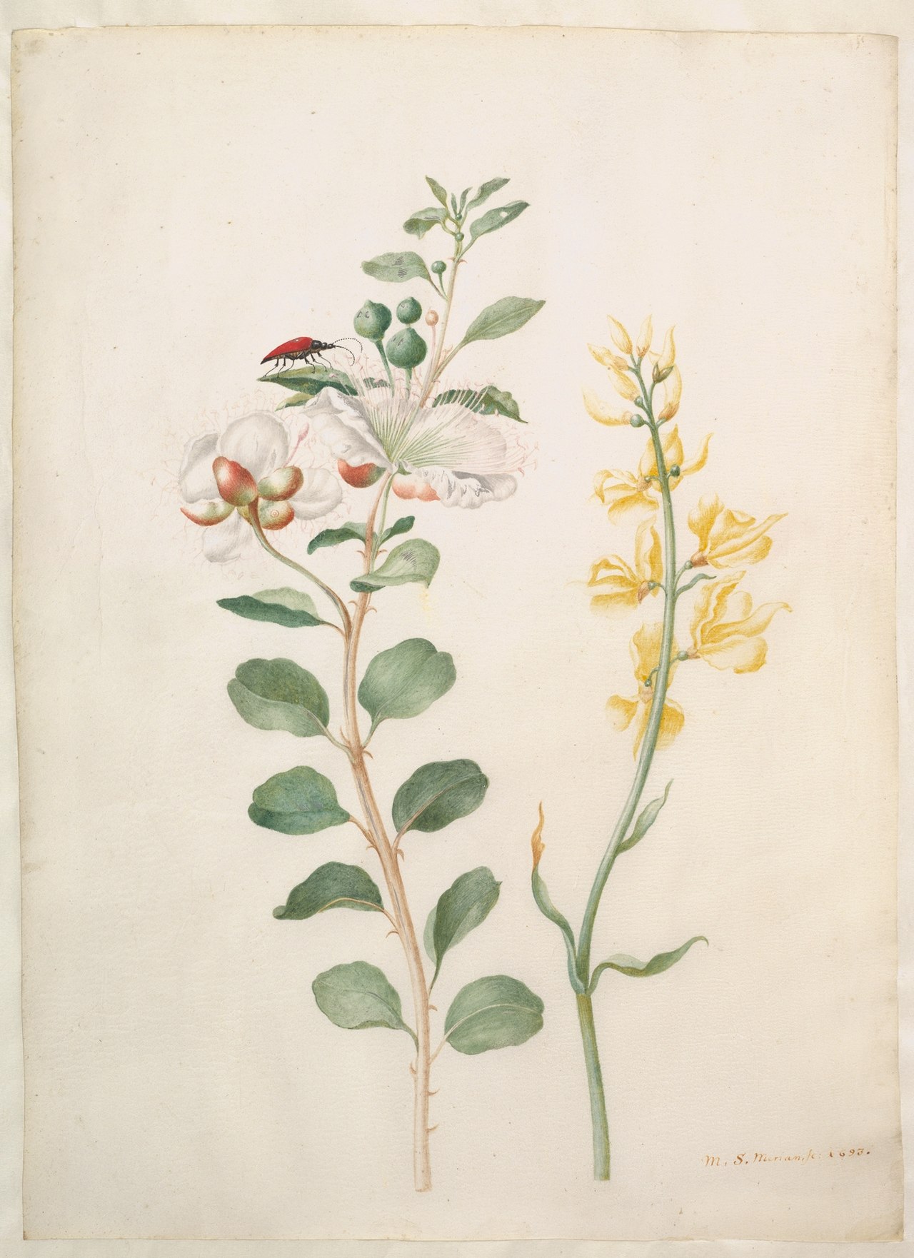 Study of Capers, Gorse, and a Beetle by Maria Sibylla Merian