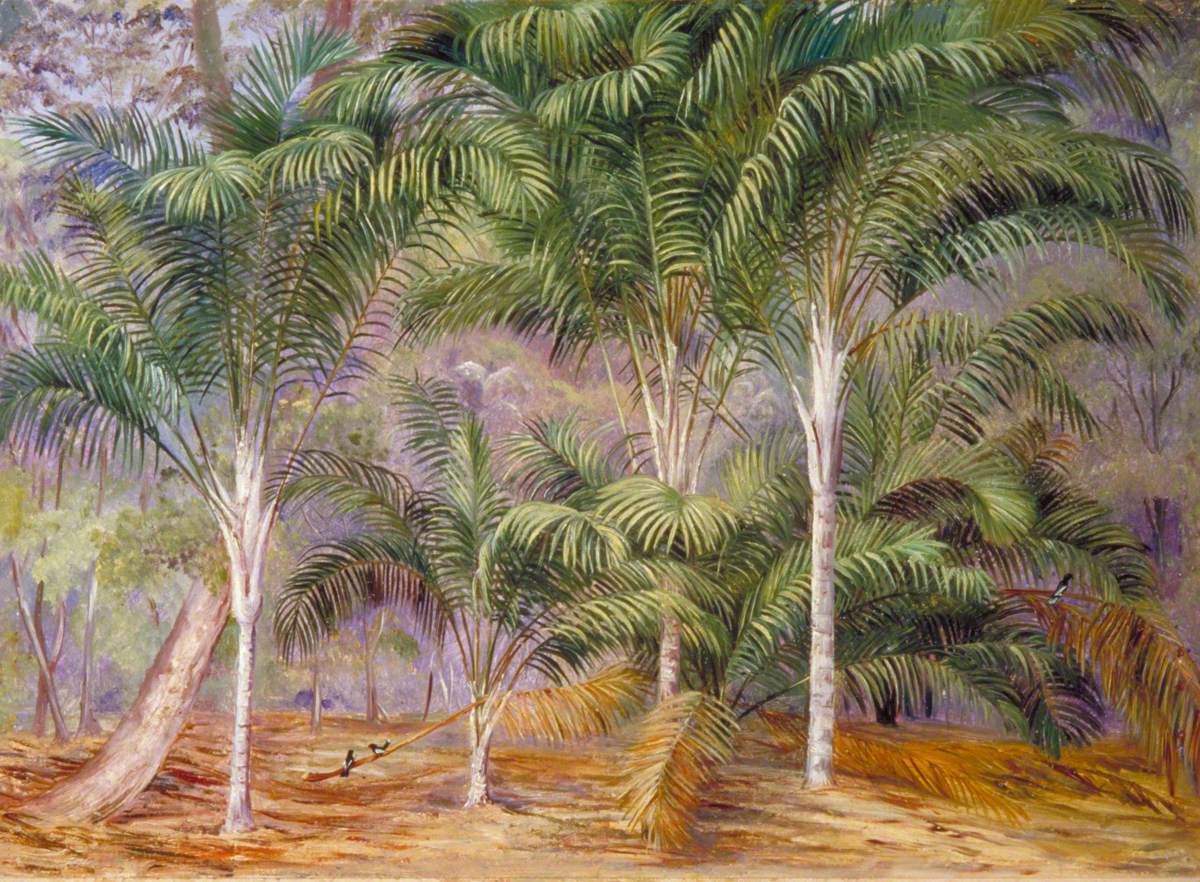 A Group of Palms in Mahé, Seychelles by Marianne North