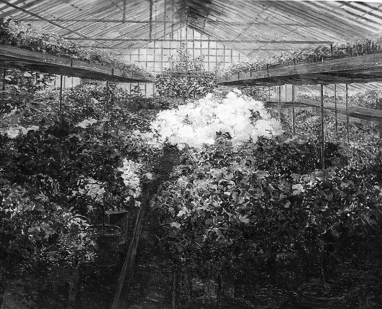 Azalea greenhouse by Marie Antoinette Marcotte